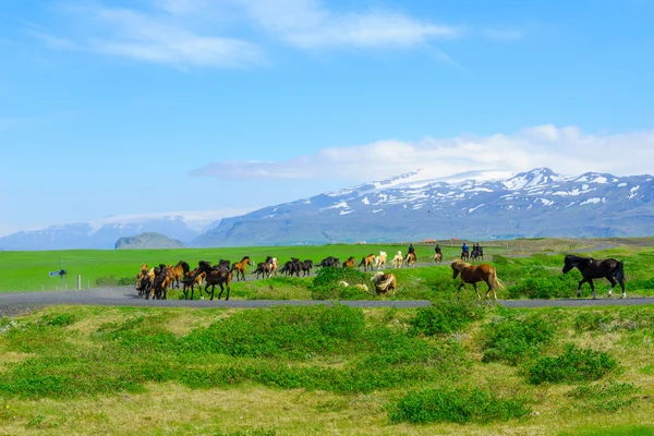 Atlar ve kırsal south Iceland'deki / daki — Stok fotoğraf