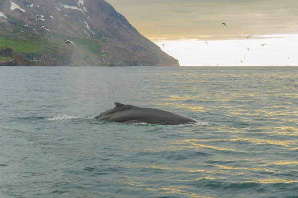 Whale, nära Husavik — Stockfoto