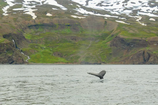 Husavik 근처 고래 — 스톡 사진