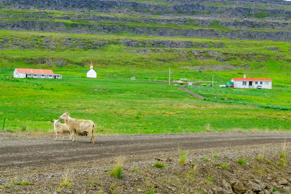 Vatnsfjordur fiyort yakınındaki kırsal — Stok fotoğraf