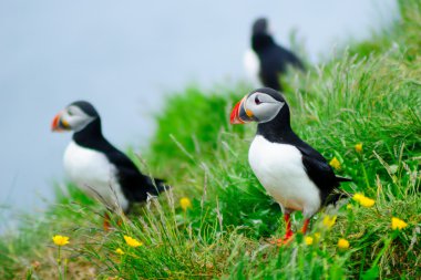 Puffins  the east fjords region clipart