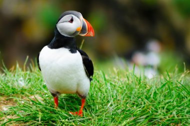 Puffins Doğu fiyortları bölgesi