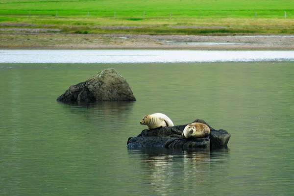 Focas que descansan sobre una roca, la región de los fiordos orientales, Islandia — Foto de Stock