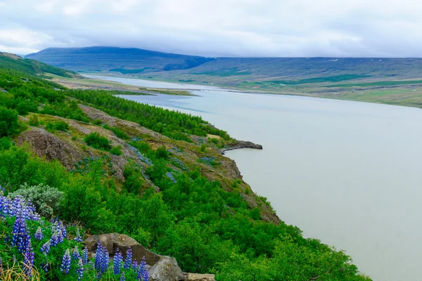 Lagarfljot озера і річки — стокове фото