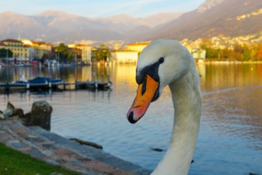 Swans on promenade,  Lugano clipart