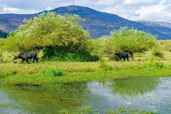 Blick Auf Feuchtgebiete Und Asiatische Wasserbüffel Bubalus Bubalis Hula Naturschutzgebiet — Stockfoto
