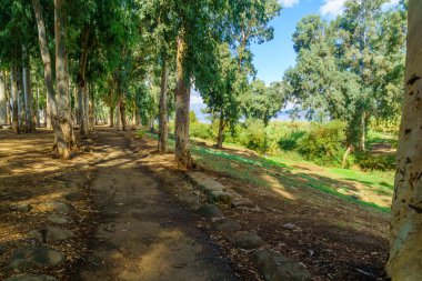 Bir patika manzarası, okaliptüs ağaçları ve Ürdün Nehri. Kuzey İsrail