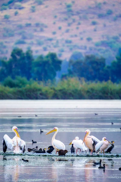 View Pelicans Other Birds Hula Nature Reserve Northern Israel — Stock Photo, Image