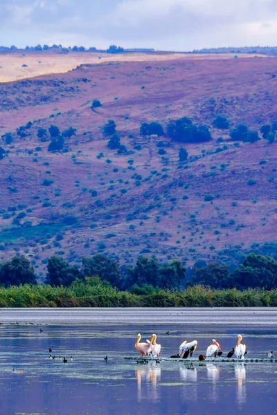 以色列北部胡拉自然保护区有湿地景观的鹈鹕和其他鸟类的景观 — 图库照片