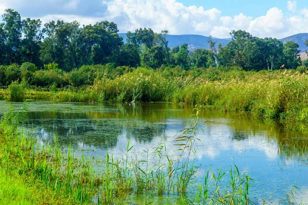 Pohled Mokřady Egret Přírodní Rezervaci Hula Severní Izrael — Stock fotografie