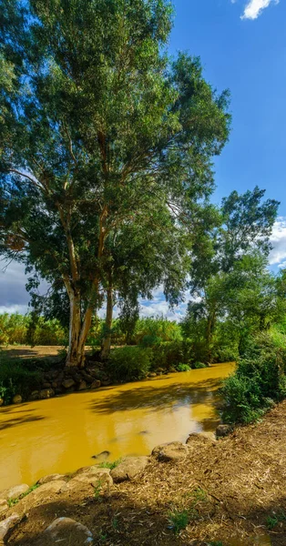 View Jordan River Eucalyptus Trees Other Plants Northern Israel — Stock Photo, Image