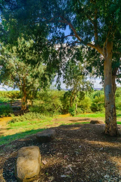 Veduta Del Fiume Giordano Con Alberi Eucalipto Altre Piante Israele — Foto Stock