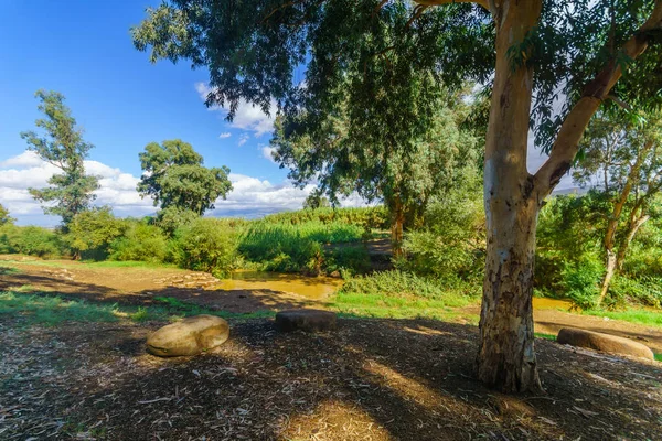 Vista Del Río Jordán Con Eucaliptos Otras Plantas Norte Israel —  Fotos de Stock