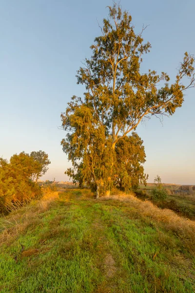 Pandangan Matahari Terbit Dari Pohon Eucalyptus Cagar Alam Afek Israel — Stok Foto