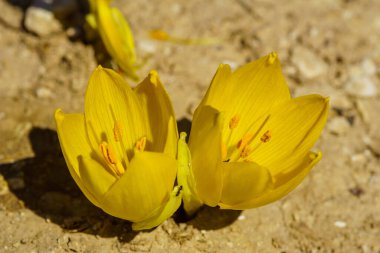 View of a Sternbergia flower, in the Upper Galilee, Northern Israel clipart