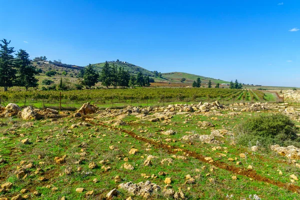 Uitzicht Het Hoger Galilea Landschap Met Heuvels Wijngaarden Noord Israël — Stockfoto