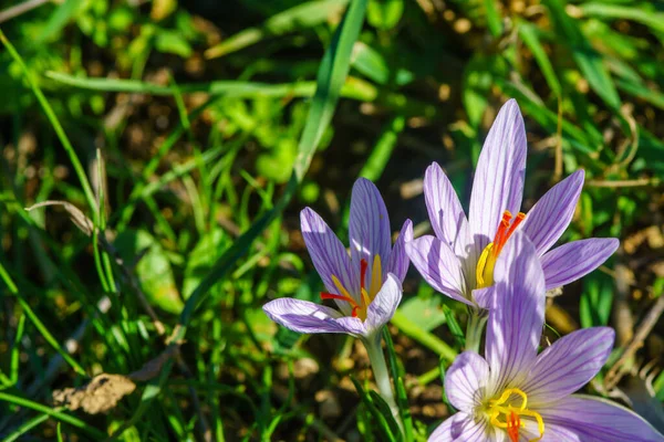 Vista Uma Flor Crocus Pallasii Alta Galileia Norte Israel — Fotografia de Stock