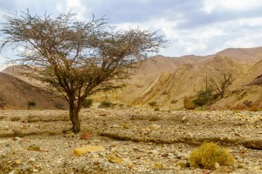 Nahal Shlomo (çöl vadisi) manzarası. Eilat Dağları, Güney İsrail