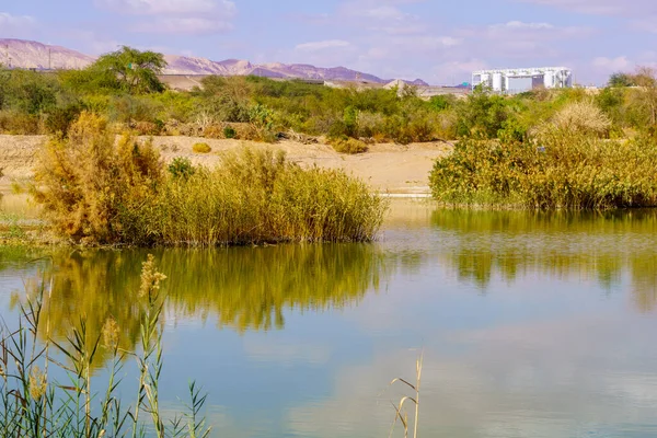 Piscine Eau Dans Parc Ornithologique Eilat Sud Israël — Photo