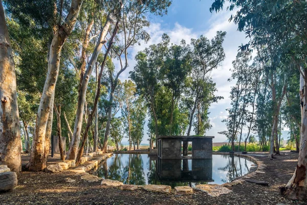 이스라엘 골짜기에 유칼립투스 나무가 연못인에 인이즐 — 스톡 사진