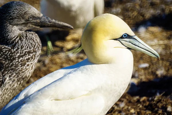 Gannet Fåglar Bonaventure Island Nära Perce Vid Spetsen Gaspe Halvön — Stockfoto