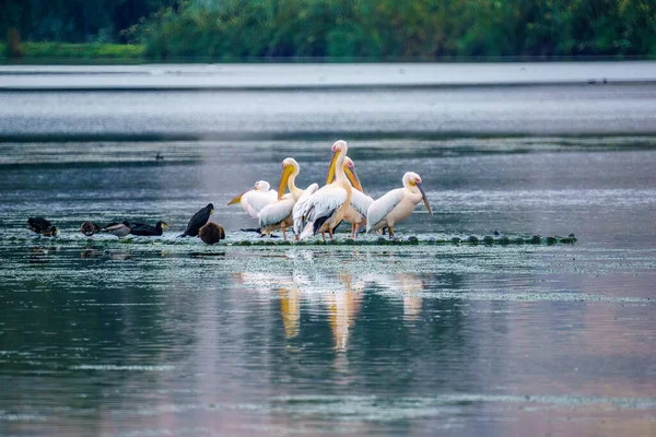 View Pelicans Other Birds Hula Nature Reserve Northern Israel — Stock Photo, Image