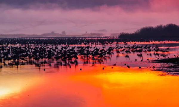 Aves Guindastes Comuns Agamon Hula Refúgio Pássaro Nascer Sol Com — Fotografia de Stock