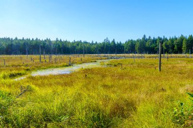 Caribou Ovası 'ndaki bataklık manzarası Fundy Ulusal Parkı, New Brunswick, Kanada