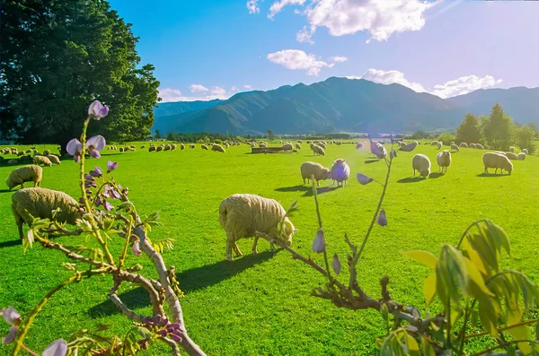 Vue Campagne Des Moutons Tasman Île Sud Nouvelle Zélande — Photo