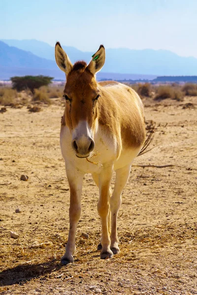 Onager Asino Selvatico Dell Emione Dell Asia Nella Riserva Naturale — Foto Stock