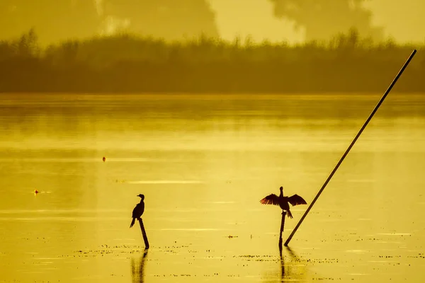 View Cormorant Birds Pole Wetland Hula Nature Reserve Northern Israel — Stock Photo, Image