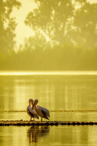 Vista Par Pelicanos Zona Húmida Reserva Natural Hula Norte Israel — Fotografia de Stock