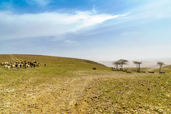 Blick Auf Den Aussichtspunkt Gorny Mit Schafen Und Eseln Arad — Stockfoto