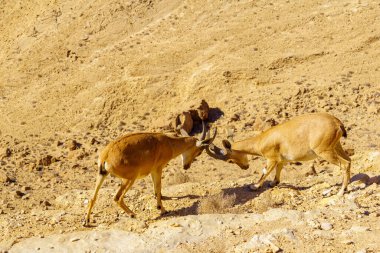 Makhtesh (krater) Ramon 'un kıyısında, İsrail' in güneyindeki Negev Çölü 'nde savaşan iki genç Nubian Ibex' in görüntüsü