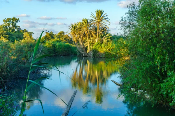 Uitzicht Het Landschap Van Een Vijver Palmboom Het Wetland Natuurreservaat — Stockfoto