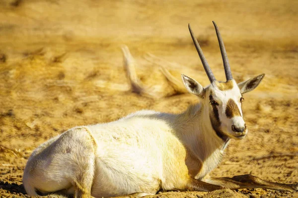 Oryx Árabe Reserva Natural Yotvata Hai Bar Desierto Arava Sur — Foto de Stock