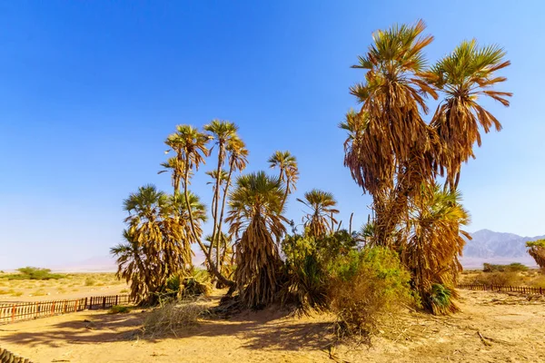 Небольшая Роща Думских Пальм Hyphaene Thebaica Пустыне Арава Южный Израиль — стоковое фото