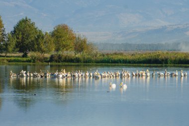 agamon hula kuş sığınağı