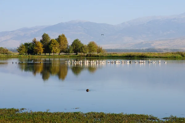 Agamon Hula bird refuge — Stock Photo, Image