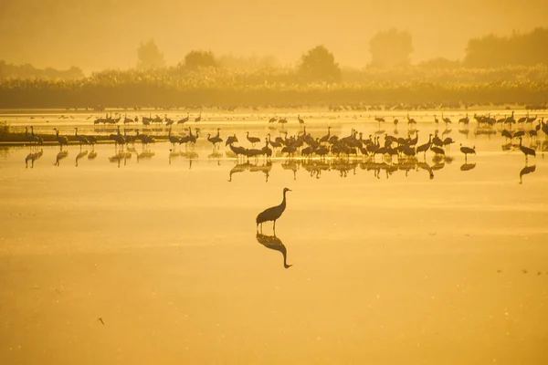 Agamon Hula bird refuge — Stock Photo, Image