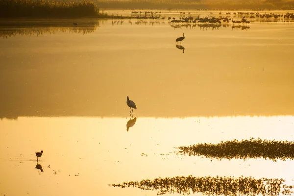 Agamon Hula bird refuge — Stock Photo, Image