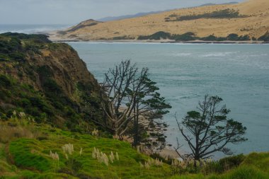 Kauri peyzaj