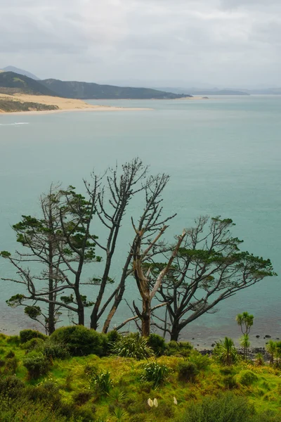 Landschaft in Kauri — Stockfoto