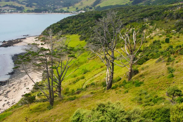 Landscape in Kauri — Stock Photo, Image