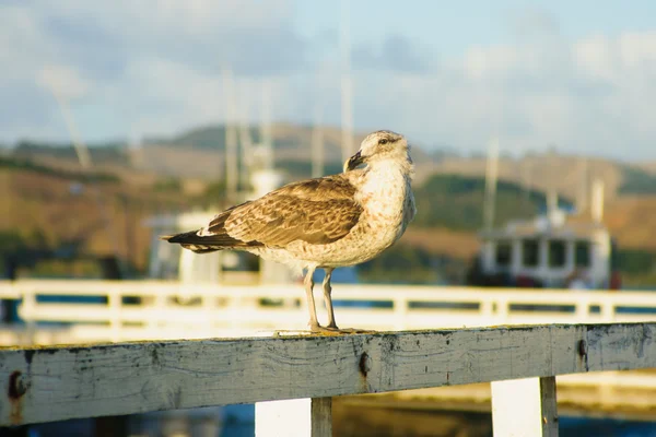 Seagull in Mangonui — Stockfoto
