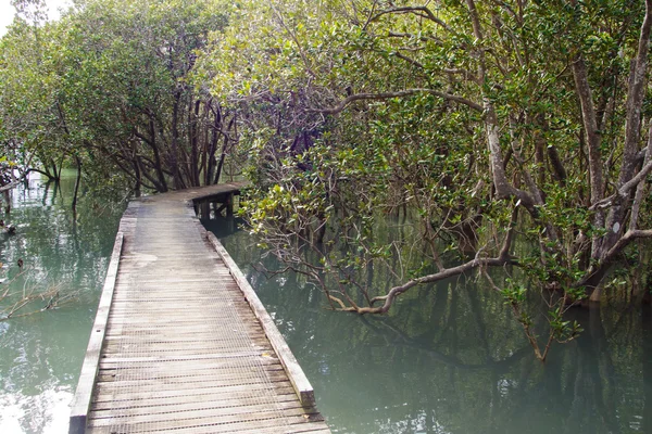 Mangrove track in de buurt van Russell — Stockfoto