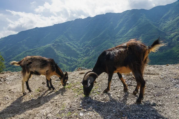 Alesani Nehri — Stok fotoğraf