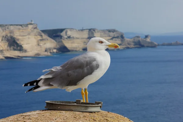 Seagull, Bonifacio — Stockfoto