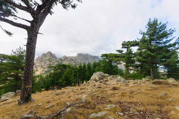 Col de Bavella — Stock Photo, Image