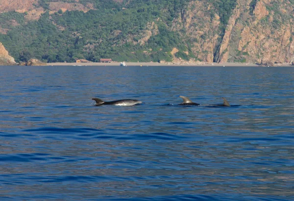 Delfiny w zatoce porto — Zdjęcie stockowe